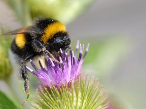 Bumblebee_on_a_flower